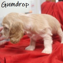 puppy, for, sale, Cocker Spaniel, Joe & Cherri  Overlease, dog, breeder, Miller, MO, dog-breeder, puppy-for-sale, forsale, nearby, find, puppyfind, locator, puppylocator, aca